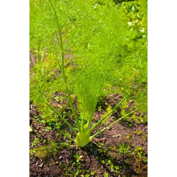 Cyperus Rotundus 